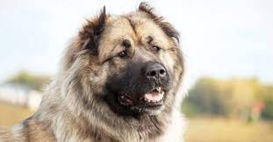 Read This Information If You Want A Caucasian Shepherd Puppy
